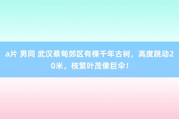 a片 男同 武汉蔡甸郊区有棵千年古树，高度跳动20米，枝繁叶茂像巨伞！